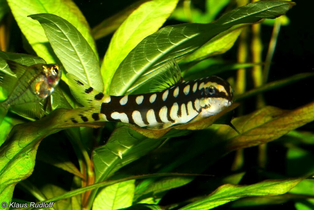 Breeding Dwarf Loach Fish