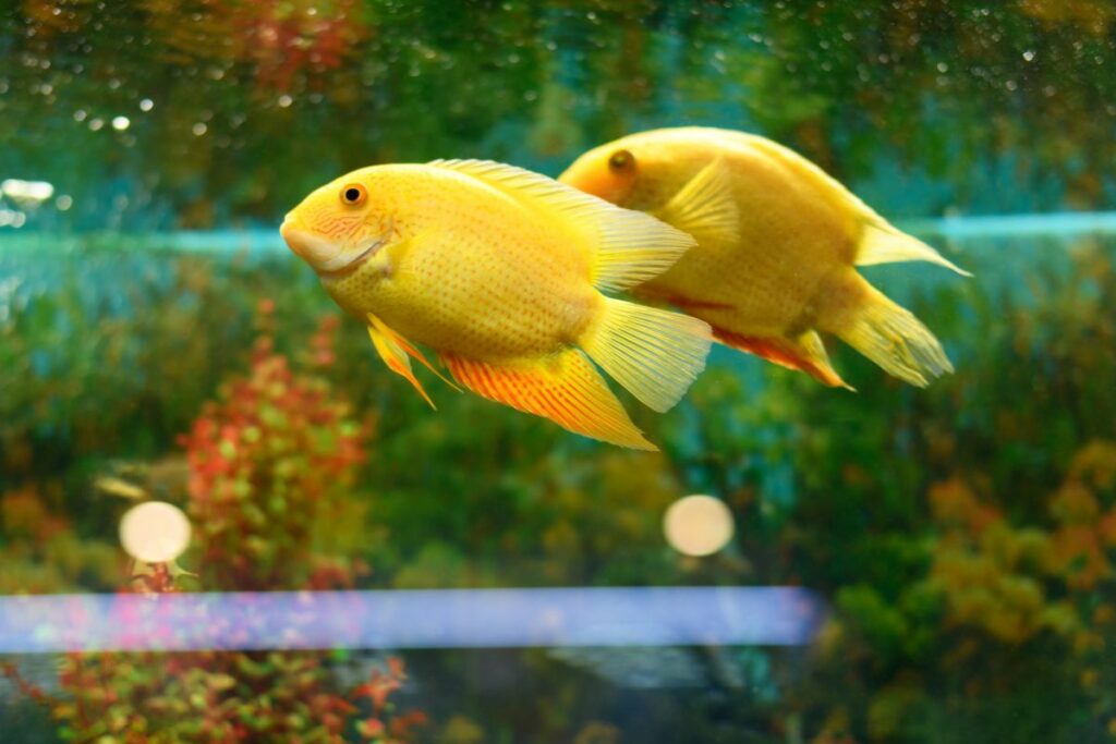 Breeding Severum Cichlids