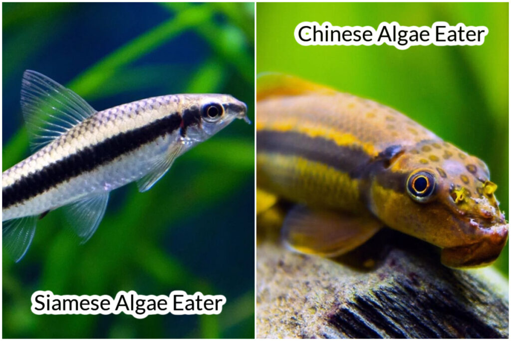 Chinese Algae Eater vs Siamese Algae Eater