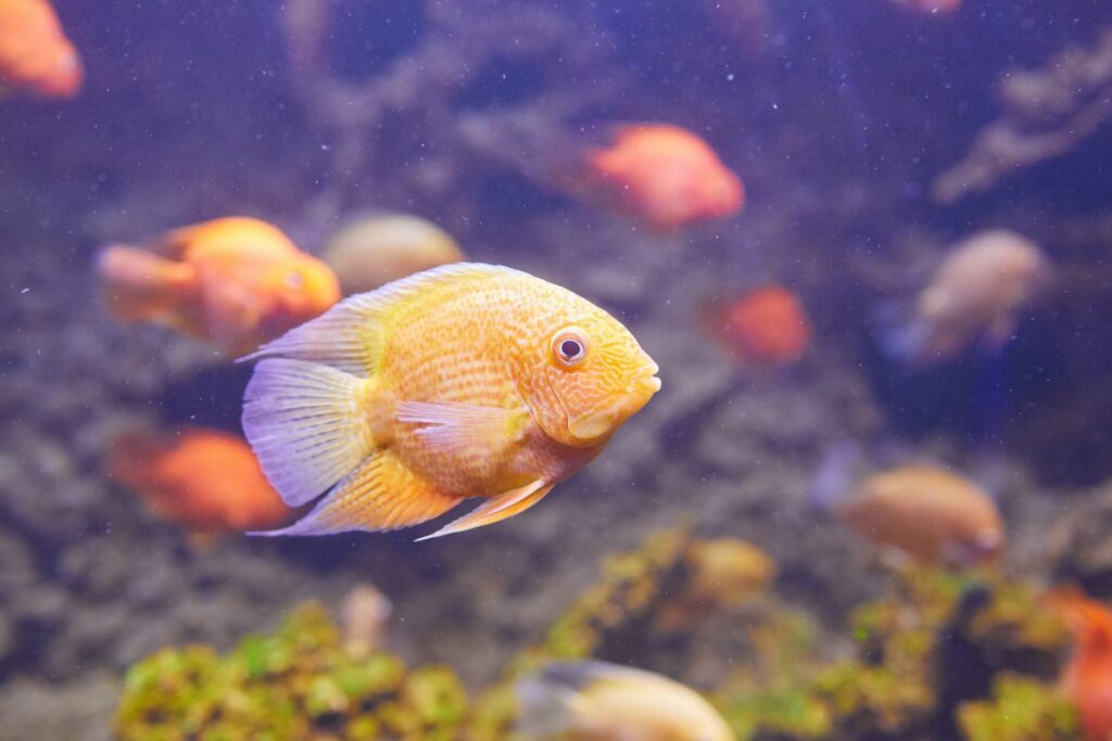 Cichlid Severum Water Conditions