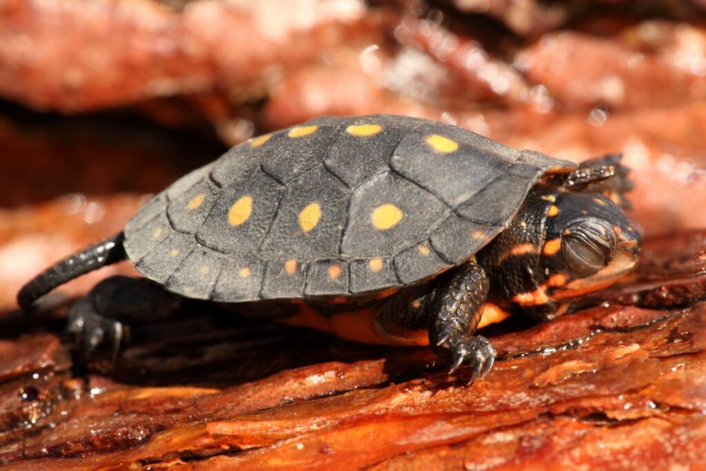 Spotted Turtle