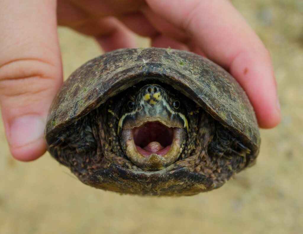 Common Musk Turtle