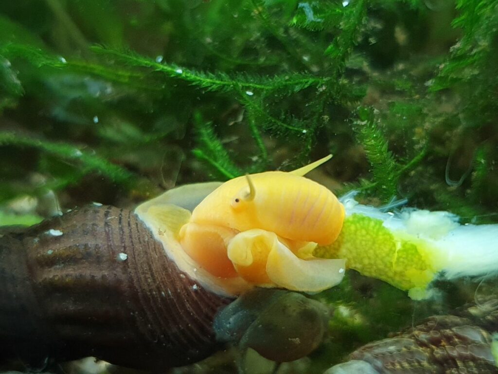 Do Rabbit Snails Eat Plants