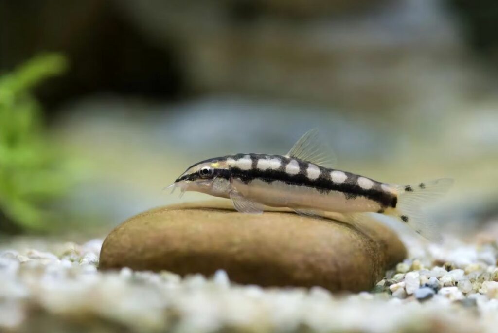 Dwarf Chain Loach Care