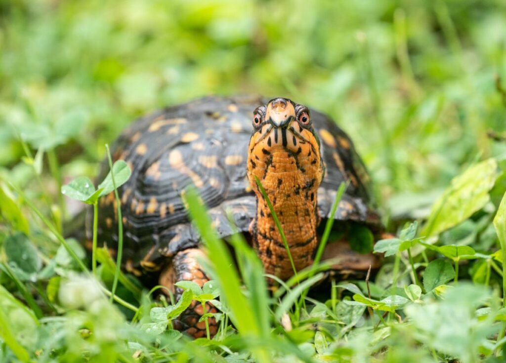 Eastern Box Turtle