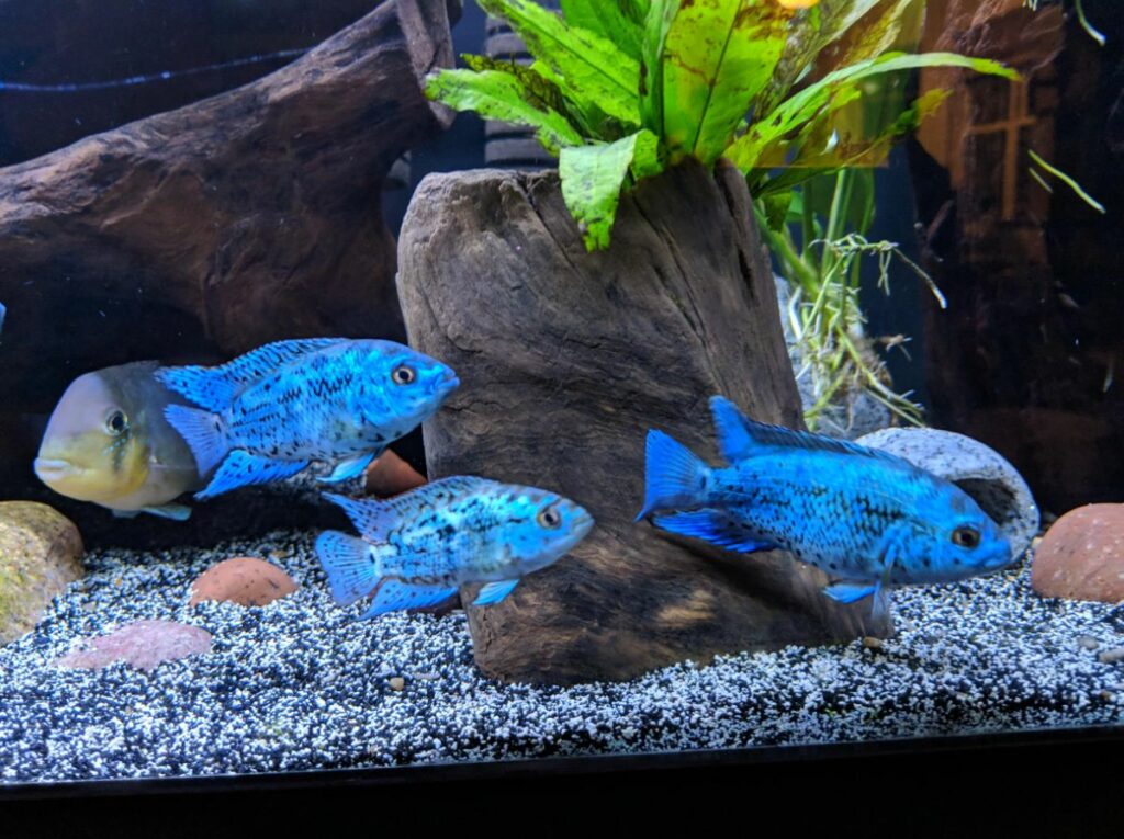 Electric Blue Jack Dempsey Tank Mates