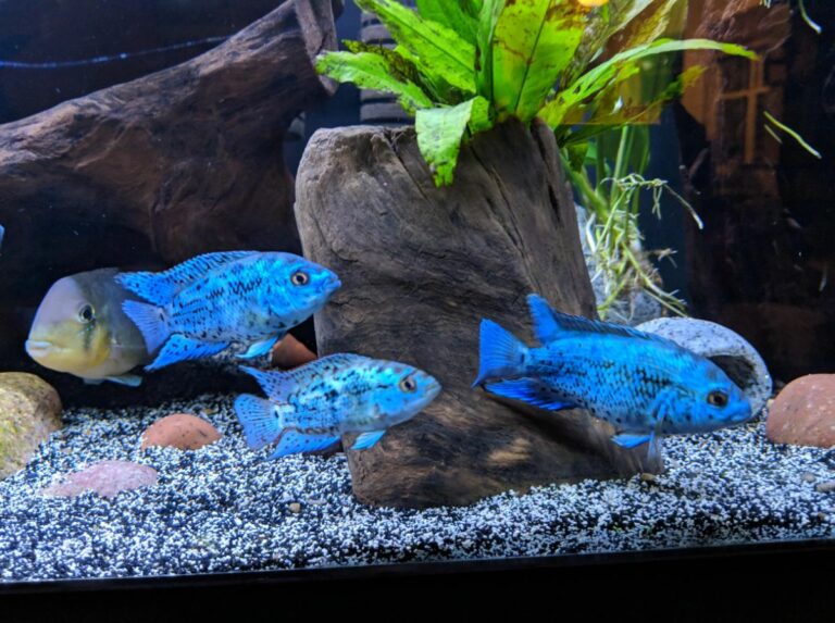 Electric Blue Jack Dempsey Care Feeding, Tank Size, and Breeding
