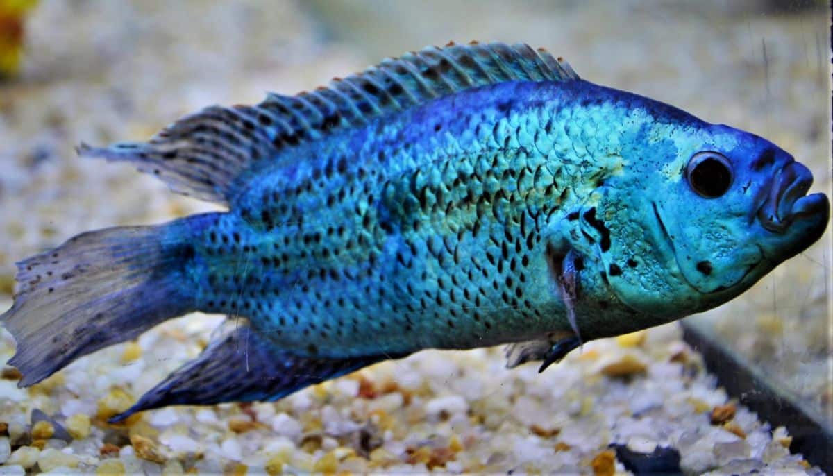 Electric Blue Jack Dempsey Care Feeding, Tank Size, and Breeding