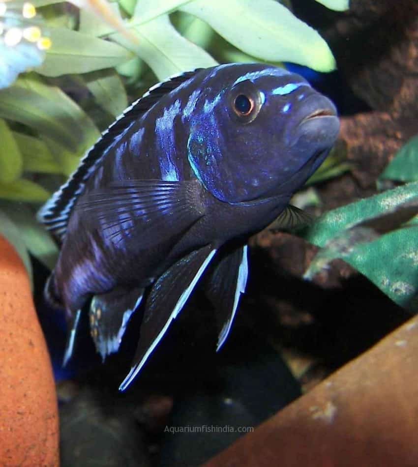 Electric Blue Johanni Cichlid Care