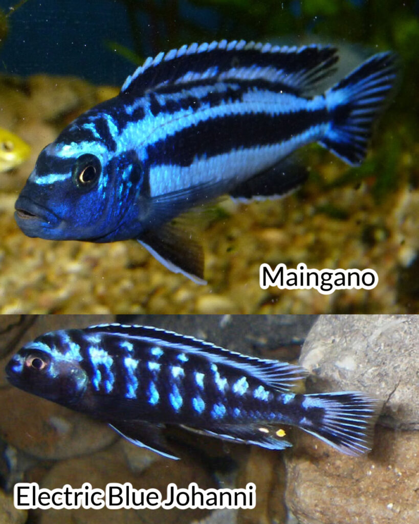 Electric Blue Johanni vs Maingano