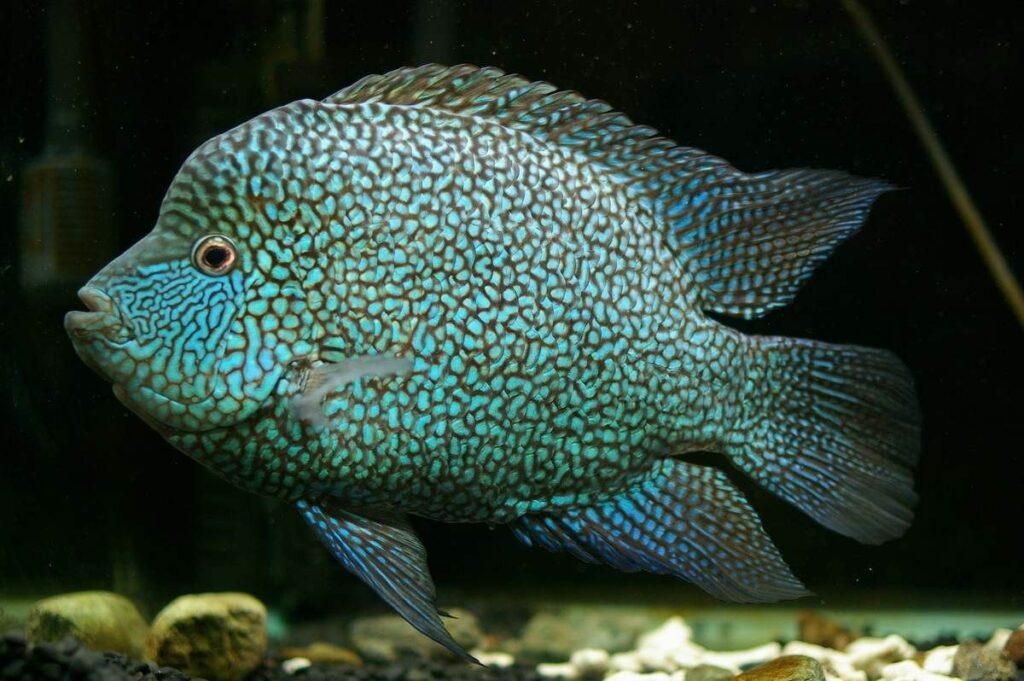 Electric Blue Texas Cichlid Care