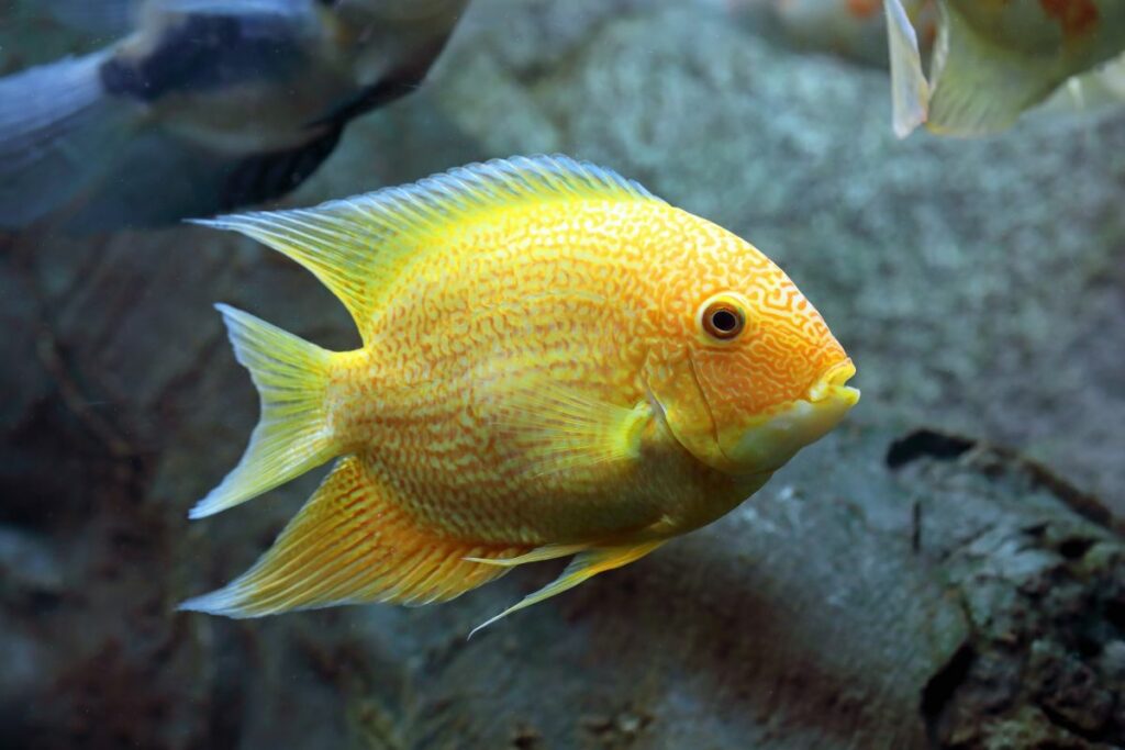 Everything You Need to Know About Severum Cichlid Care