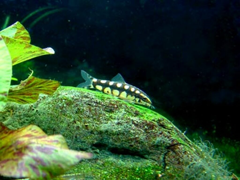 Feeding Dwarf Chain Loaches