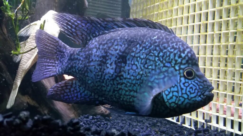 Feeding Electric Blue Texas Cichlids