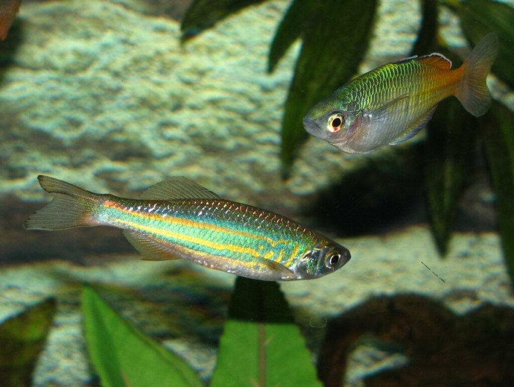 Giant Danio Breeding