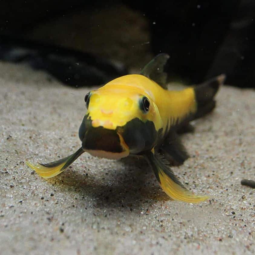 Golden Algae Eater