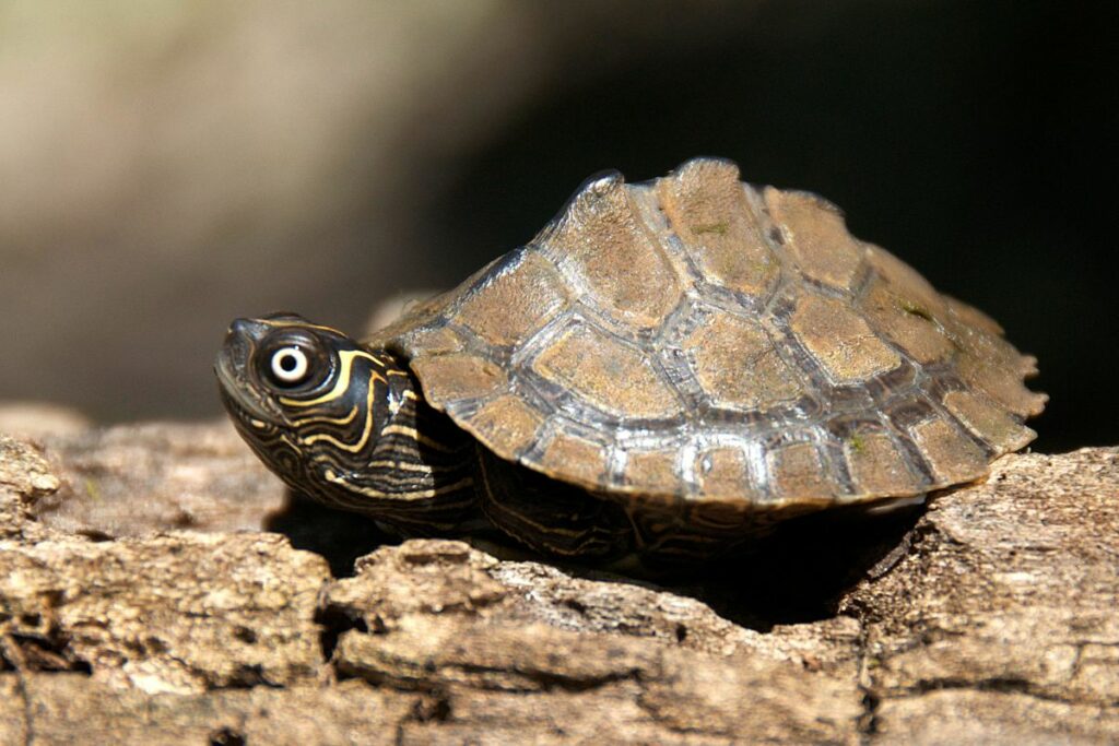 Mississippi Map Turtle