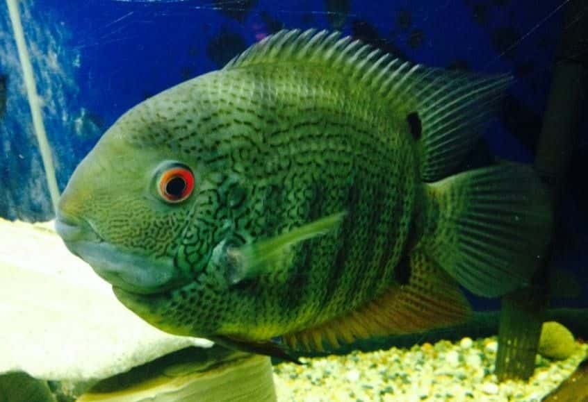 Green Severum Cichlid