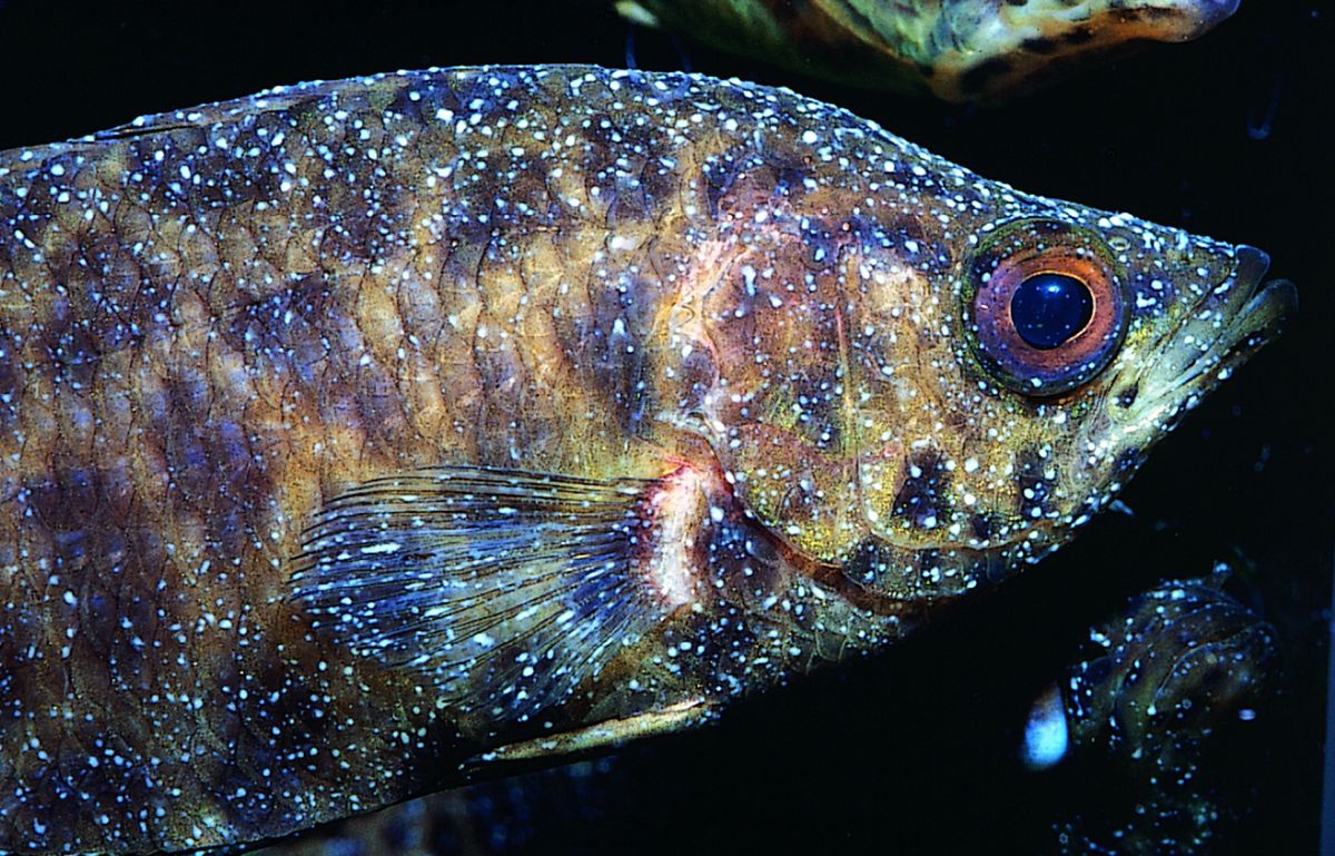 Understanding And Treating Aquarium Fish Ich Understanding And Treating Aquarium Fish Ich