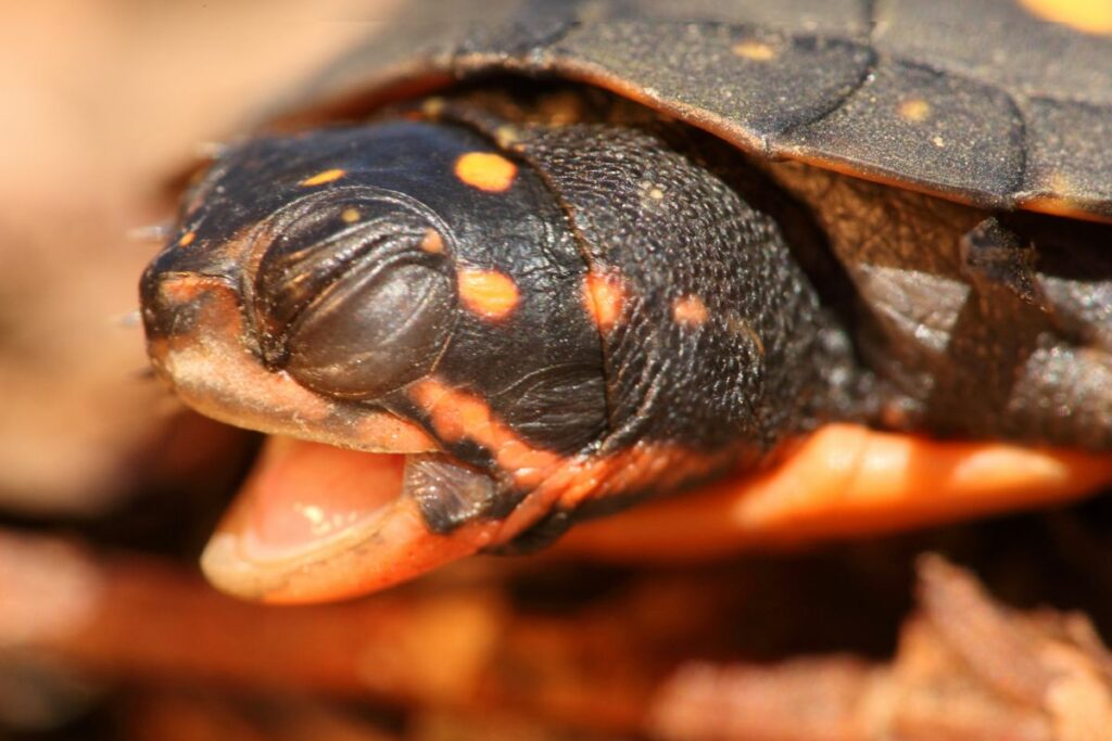 Lighting for Spotted Turtles