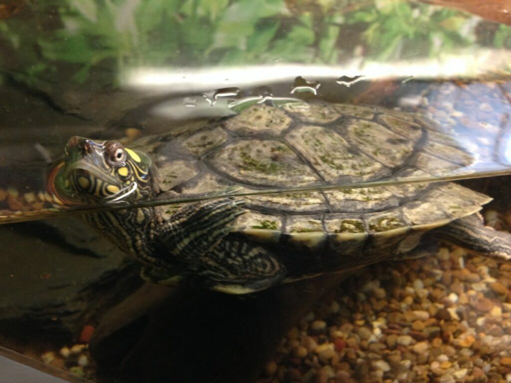 Mississippi Map Turtle Care