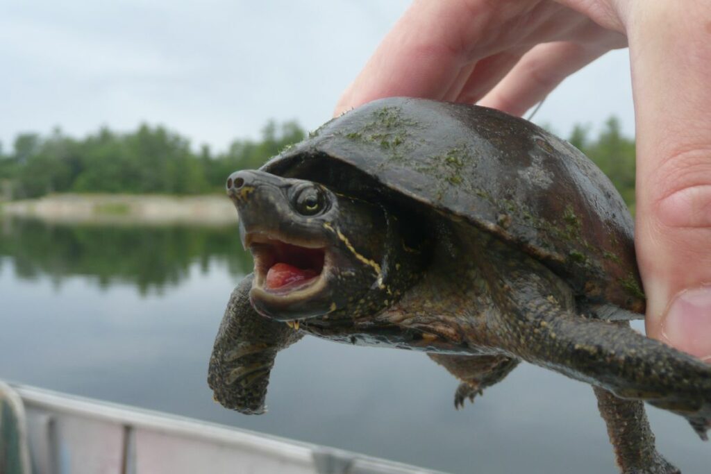 Musk Turtle