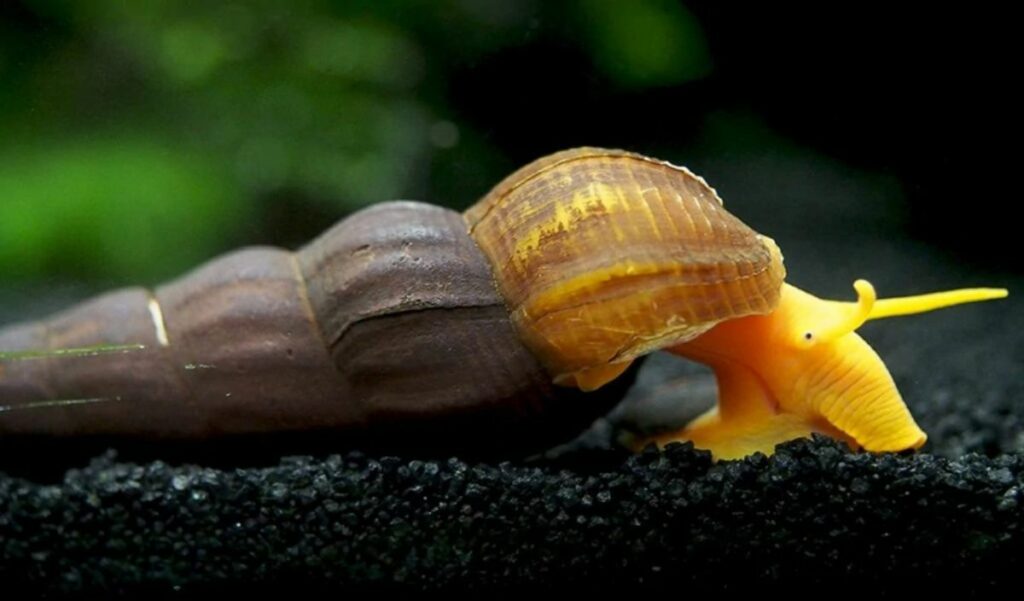 Rabbit Snail 101: Care, Feeding, and Breeding