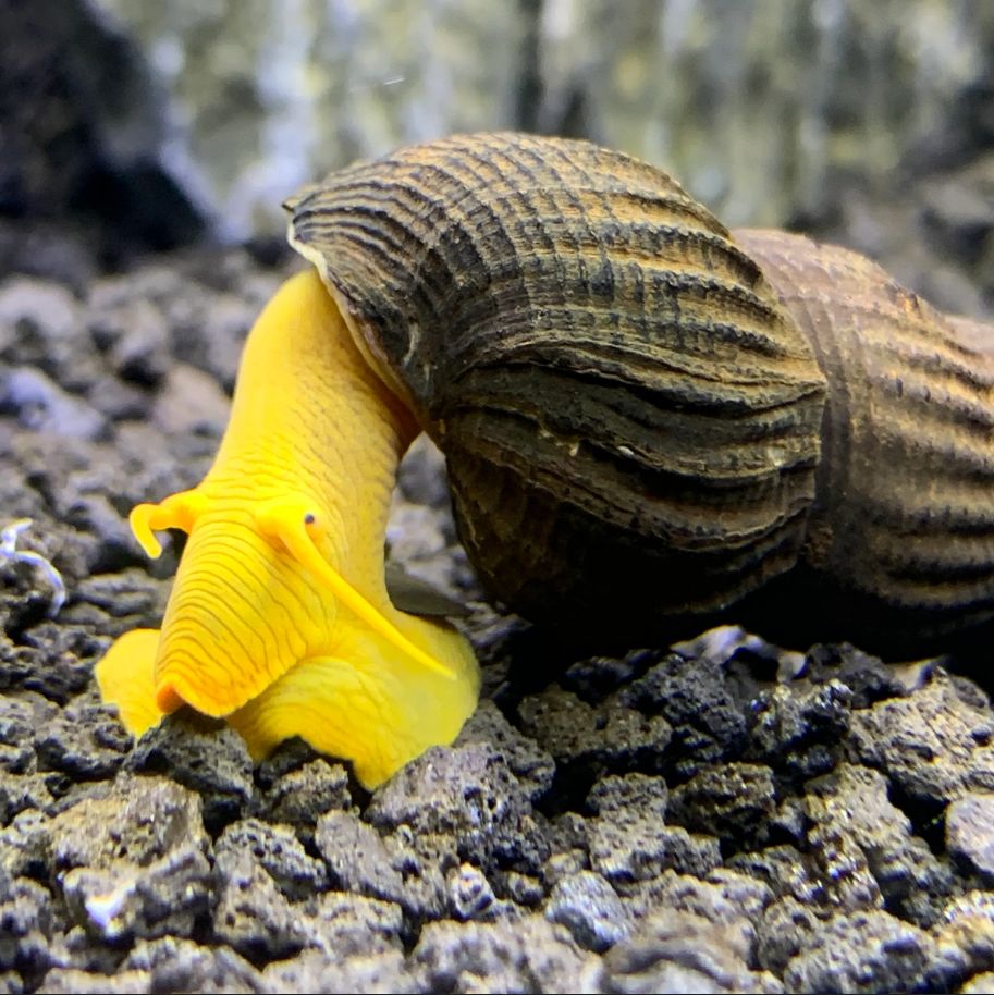 Rabbit Snail Lifespan