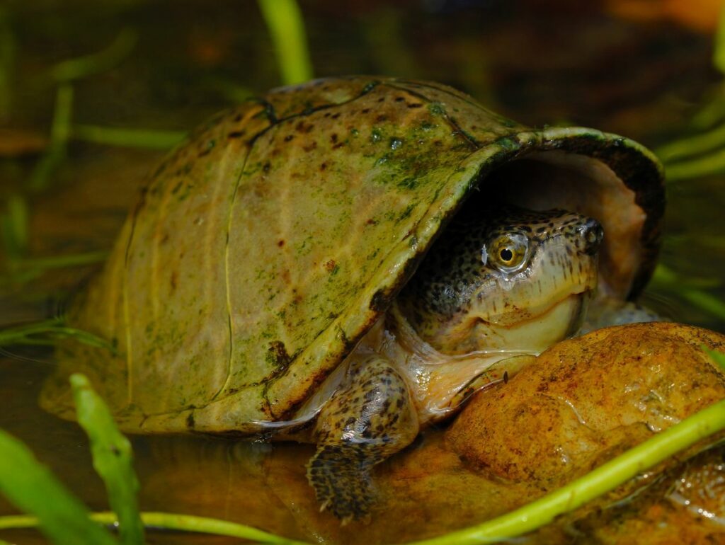 Razorback Musk Turtle 