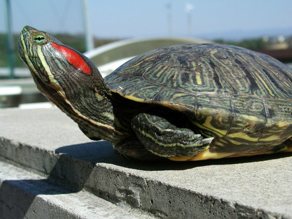 Red Eared Slider Care