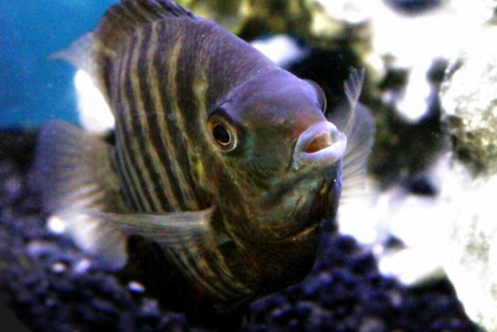 Severum Cichlid Care