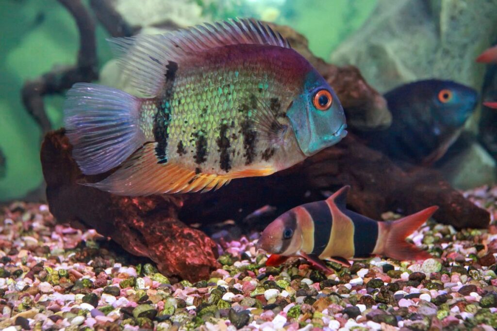 Severum Cichlid Species