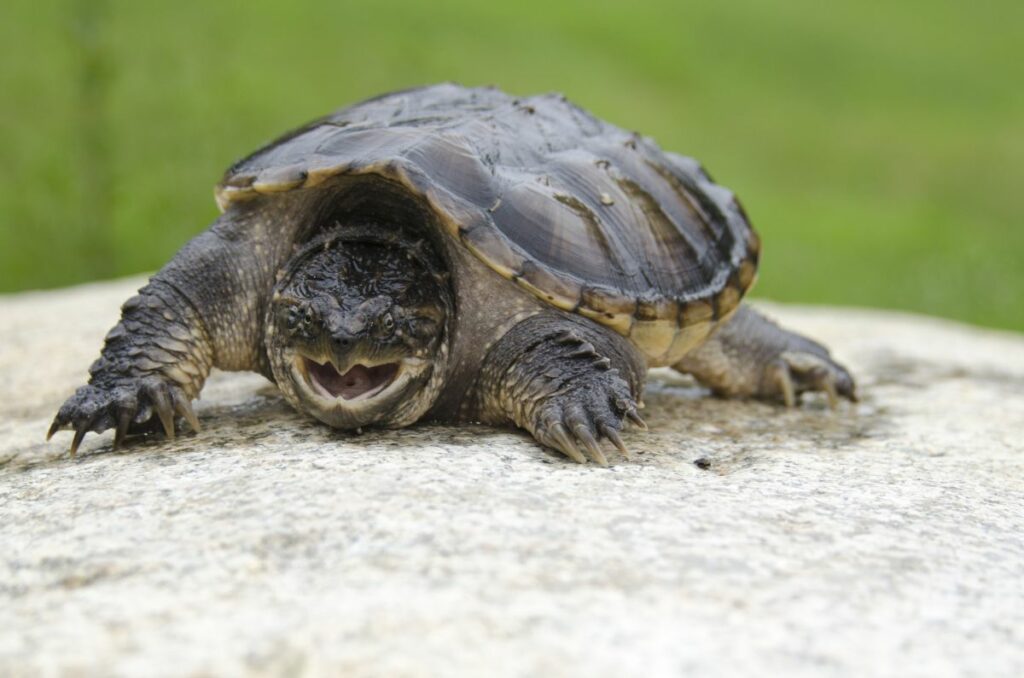 Snapping Turtle 