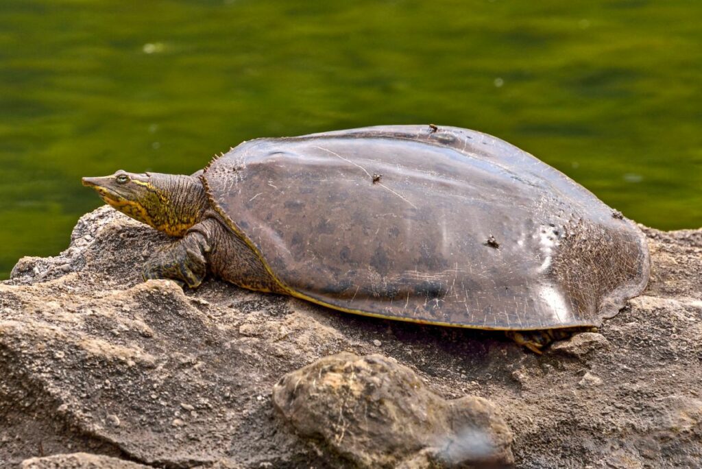 Soft Shelled Turtle