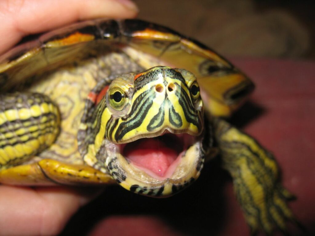 Tank Mates for Red Eared Sliders