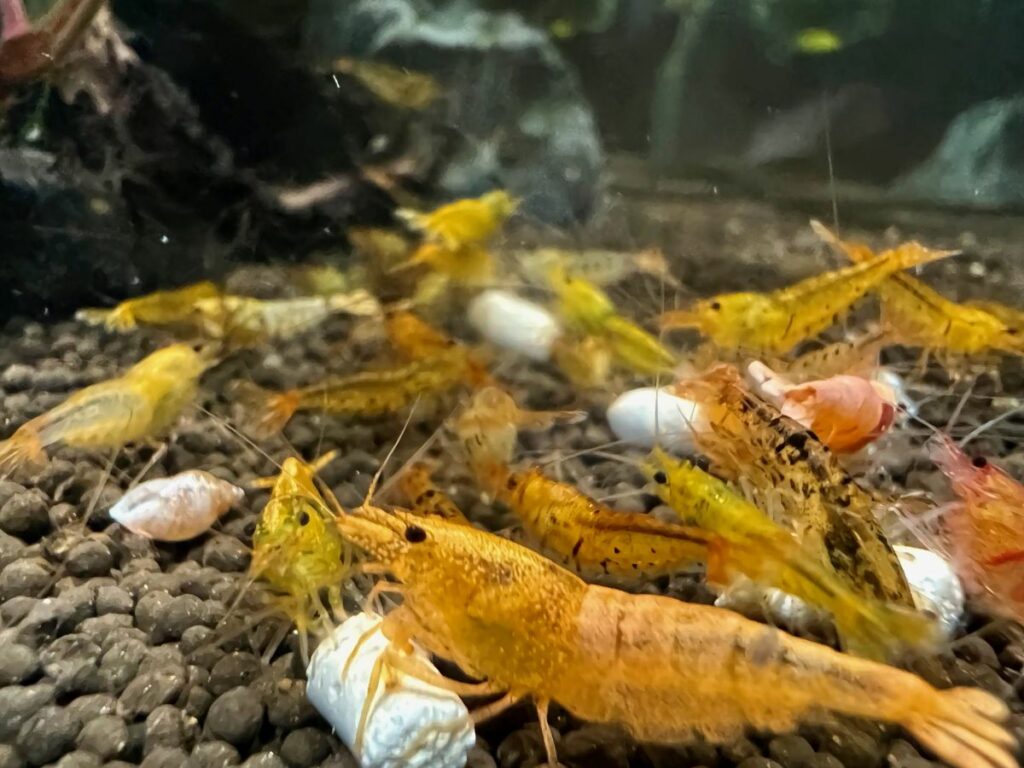 Water Conditions for Bee Shrimp