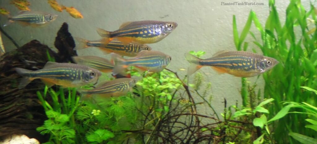 Water Conditions for Giant Danios