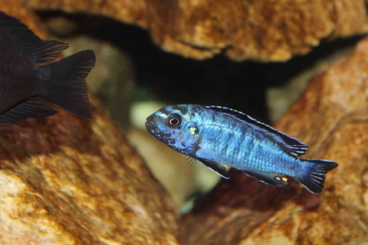 Everything You Need to Know About Electric Blue Johanni Care