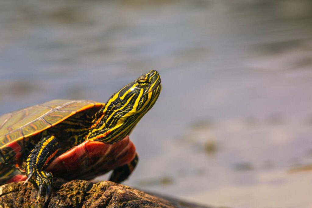 Western Painted Turtle