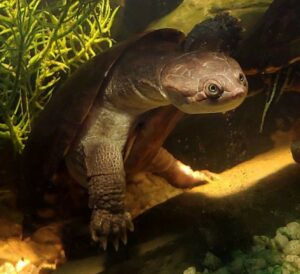Curated visual reference: Visual Reference: African Sideneck Turtle Care Guide