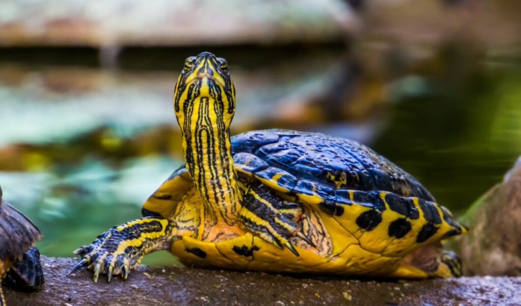 Yellow Bellied Slider