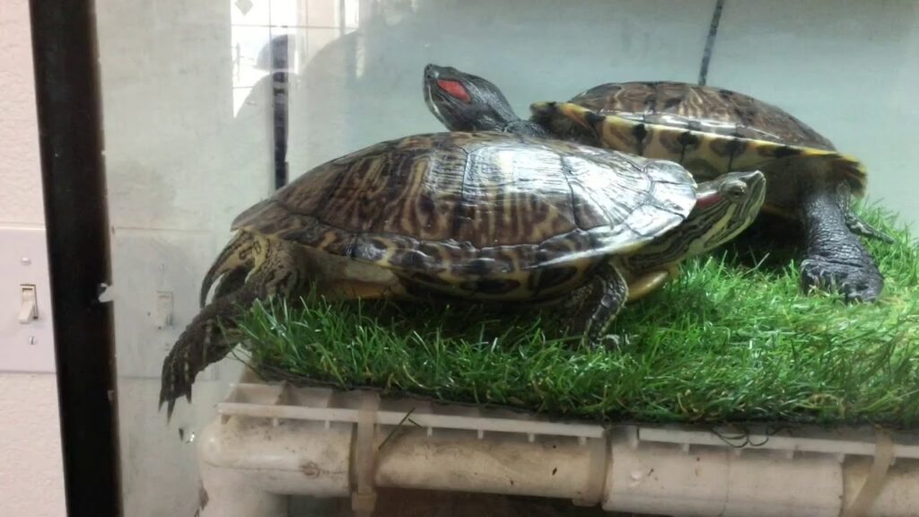 Red Eared Sliders laying eggs