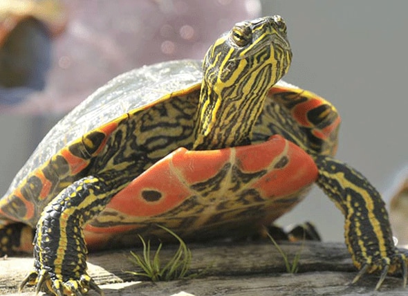 Western Painted Turtle