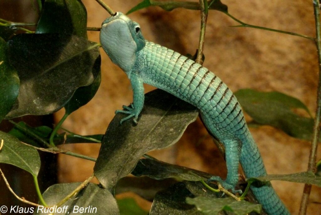 Arboreal Alligator Lizard Size