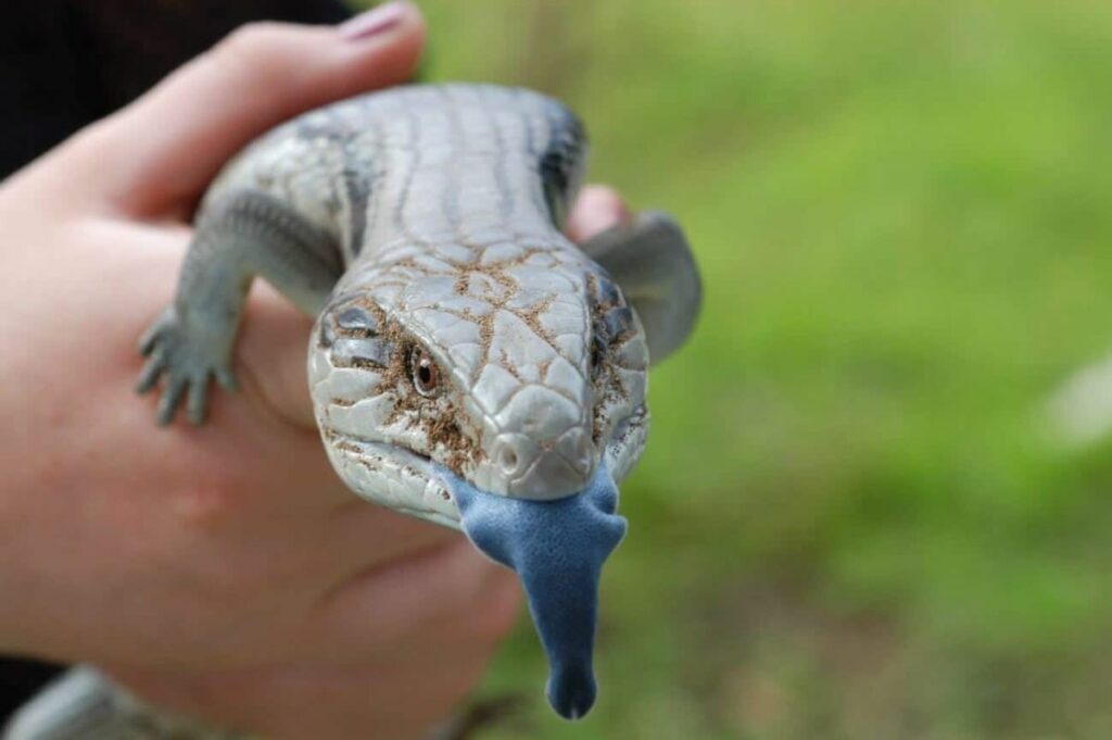Are Blue Tongue Skinks Friendly?