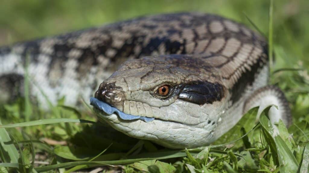 Blue Tongue Skink Lifespan