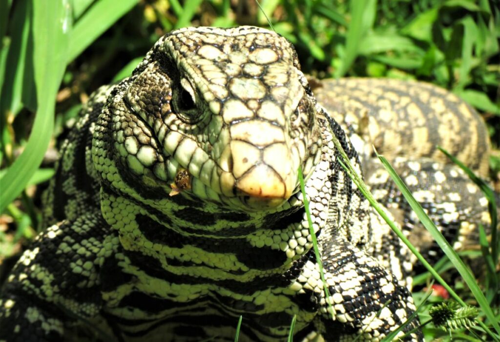 Argentine Black and White Tegu