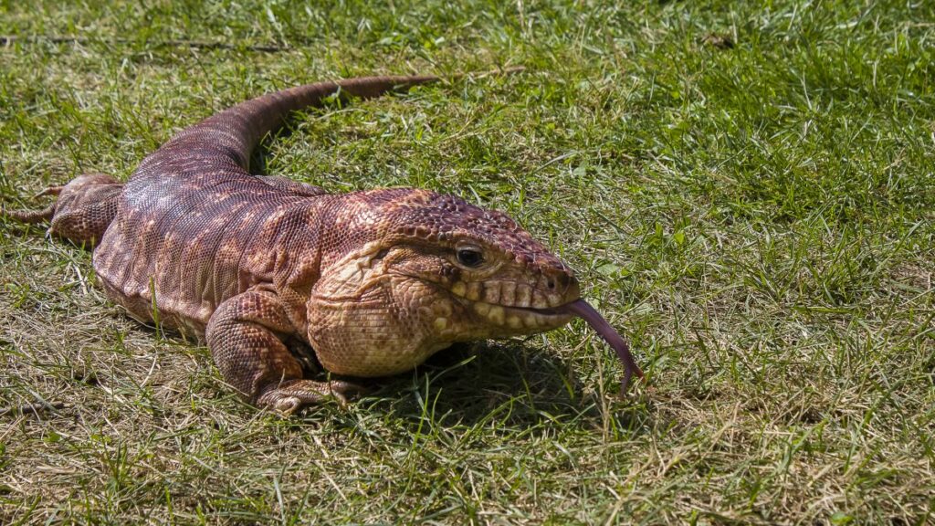 Argentine Tegu Lizard 