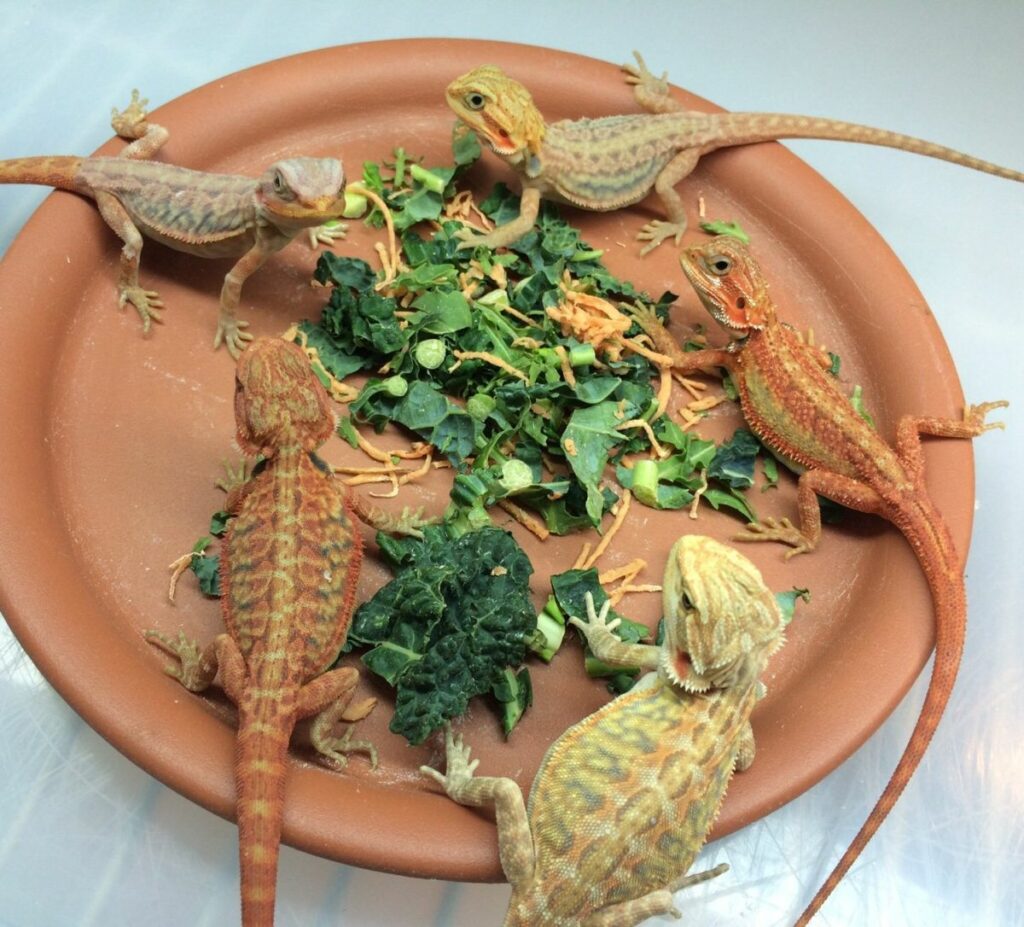 Baby Lizards Eat Human Food