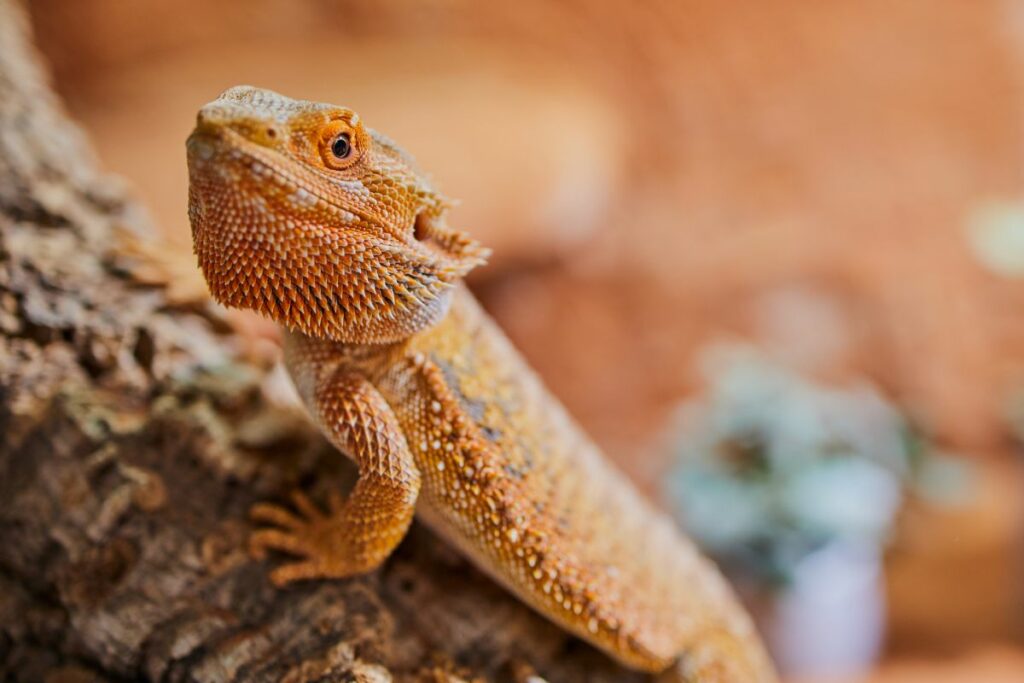 Bearded Dragon